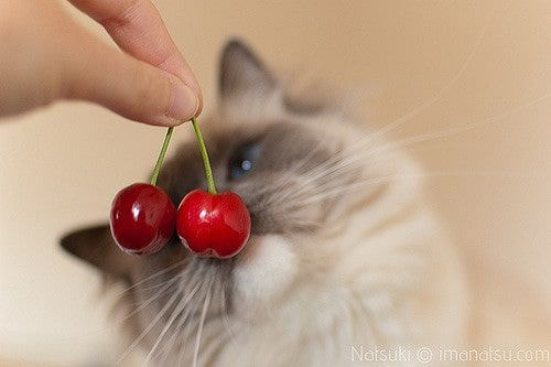 Cats and Cherries: A Comprehensive Guide