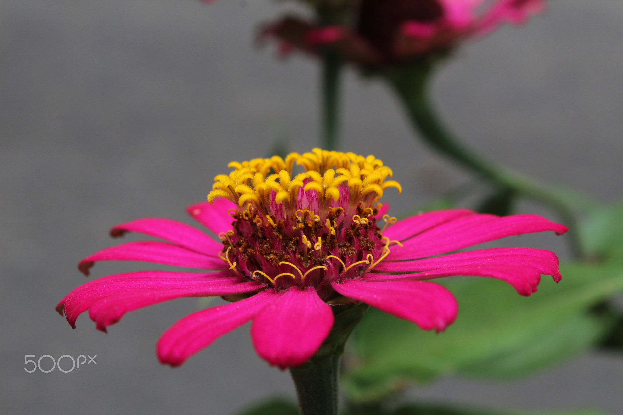 Close-up of pink flower