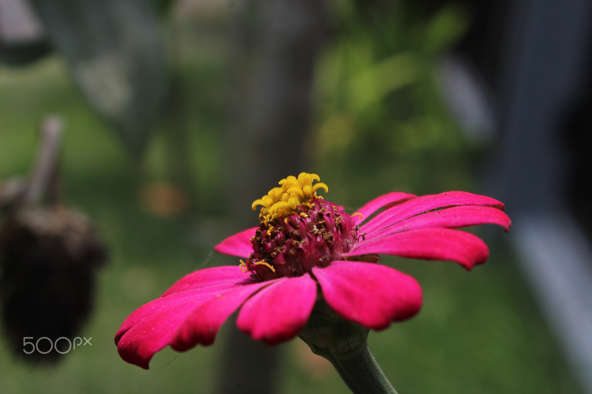 Close-up of pink flower