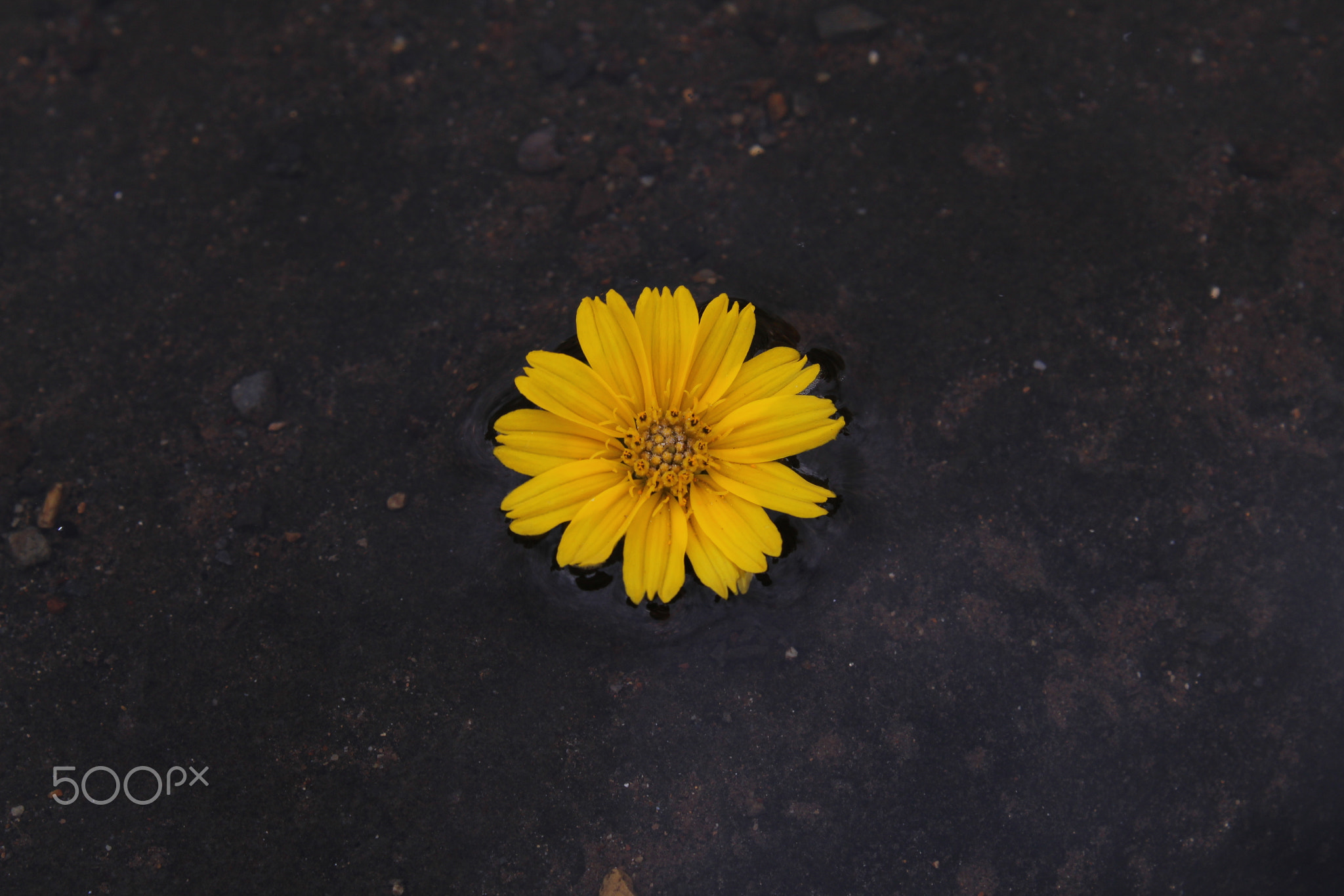 High angle view of yellow flower on clear river water