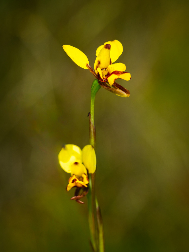 Common Bee Orchid by Paul Amyes on 500px.com