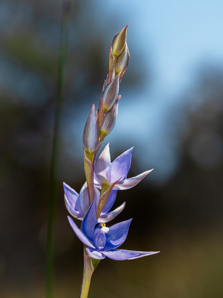 Scented Sun Orchid, by Paul Amyes on 500px.com
