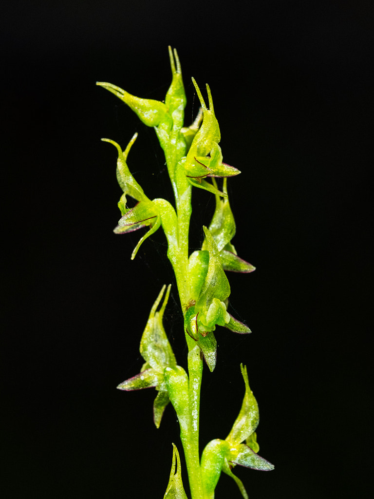 Little Laughing Leek Orchid by Paul Amyes on 500px.com