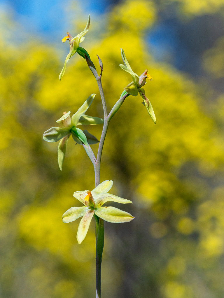 Custard Orchid by Paul Amyes on 500px.com