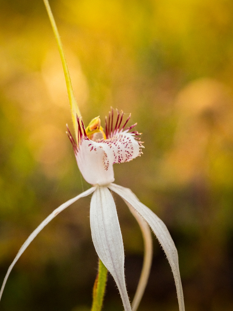 Splendid White Spider Orchid by Paul Amyes on 500px.com