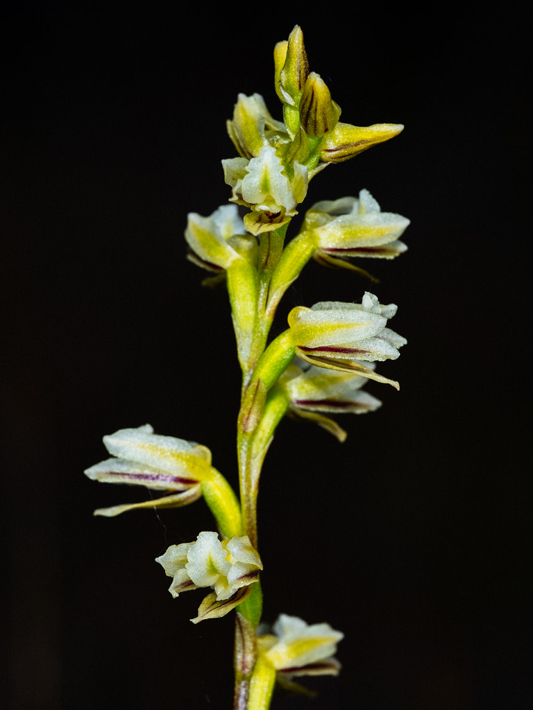 Pouched Leek Orchid by Paul Amyes on 500px.com
