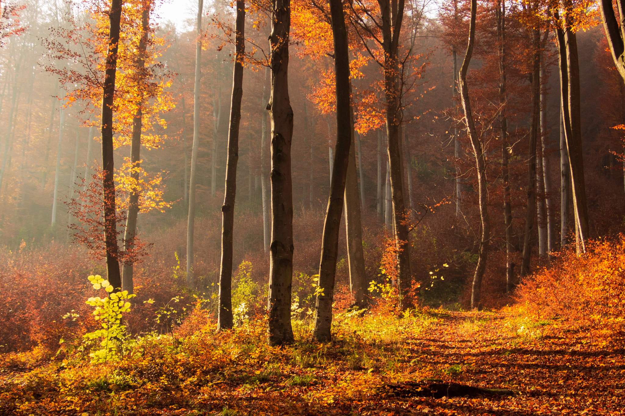 Life in the wild: Autumn forest
