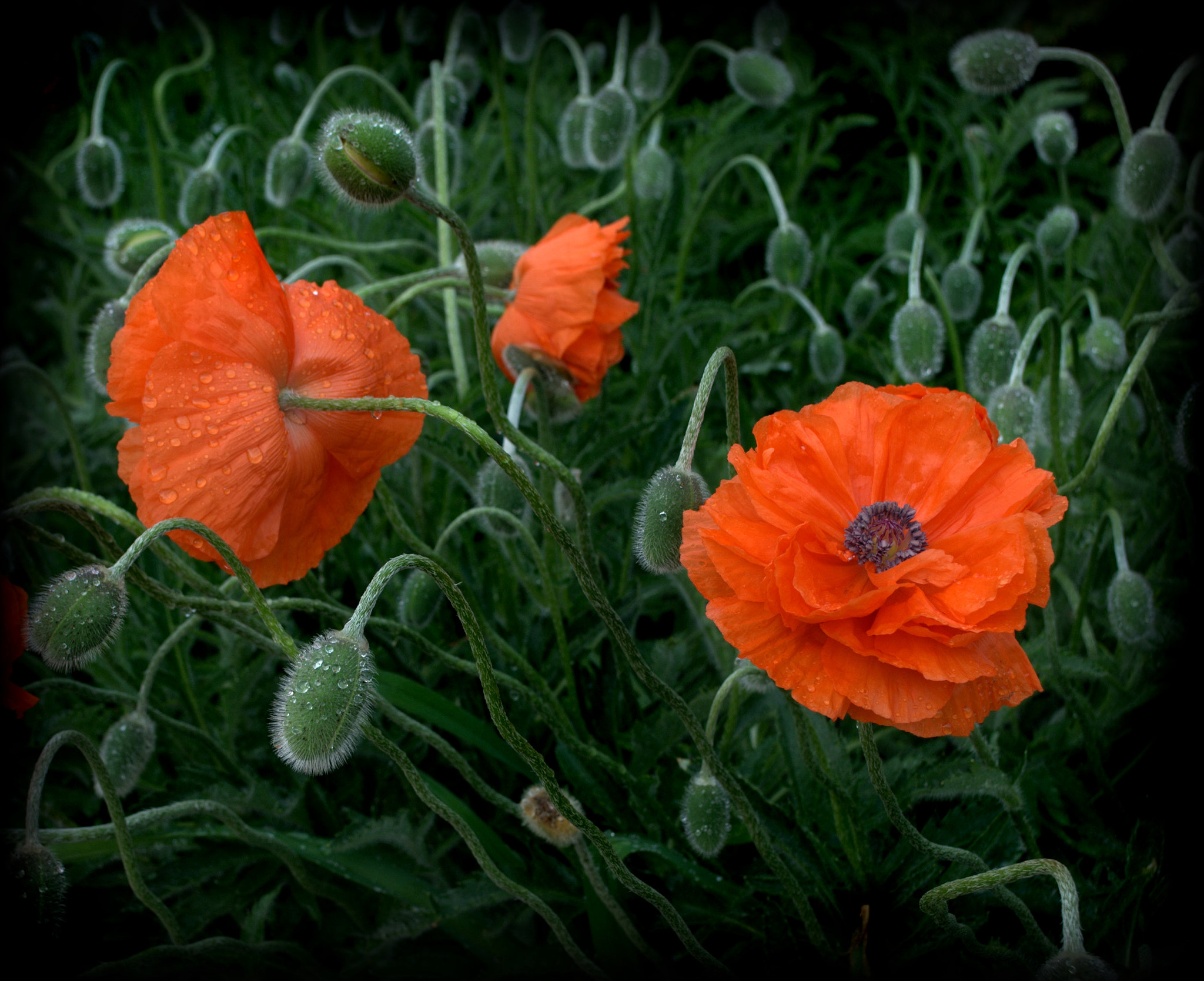 Orange Poppy Flowers by Nate Abbott - Photo 107836447 / 500px