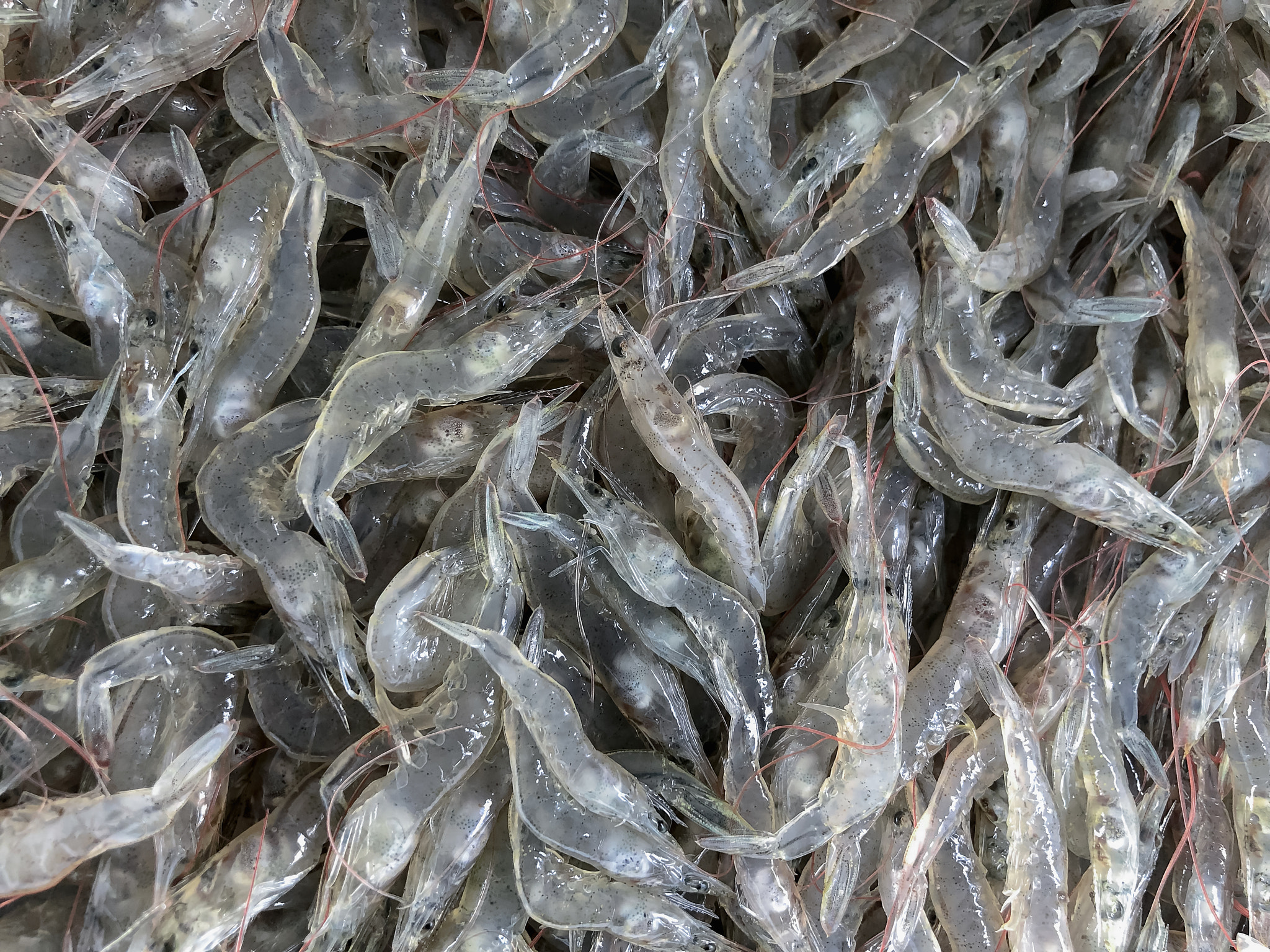 Shrimps, Postlarva stage of Vannamei, White shrimps, Nauplius, Zoea, Mysis, Larvae. Background.