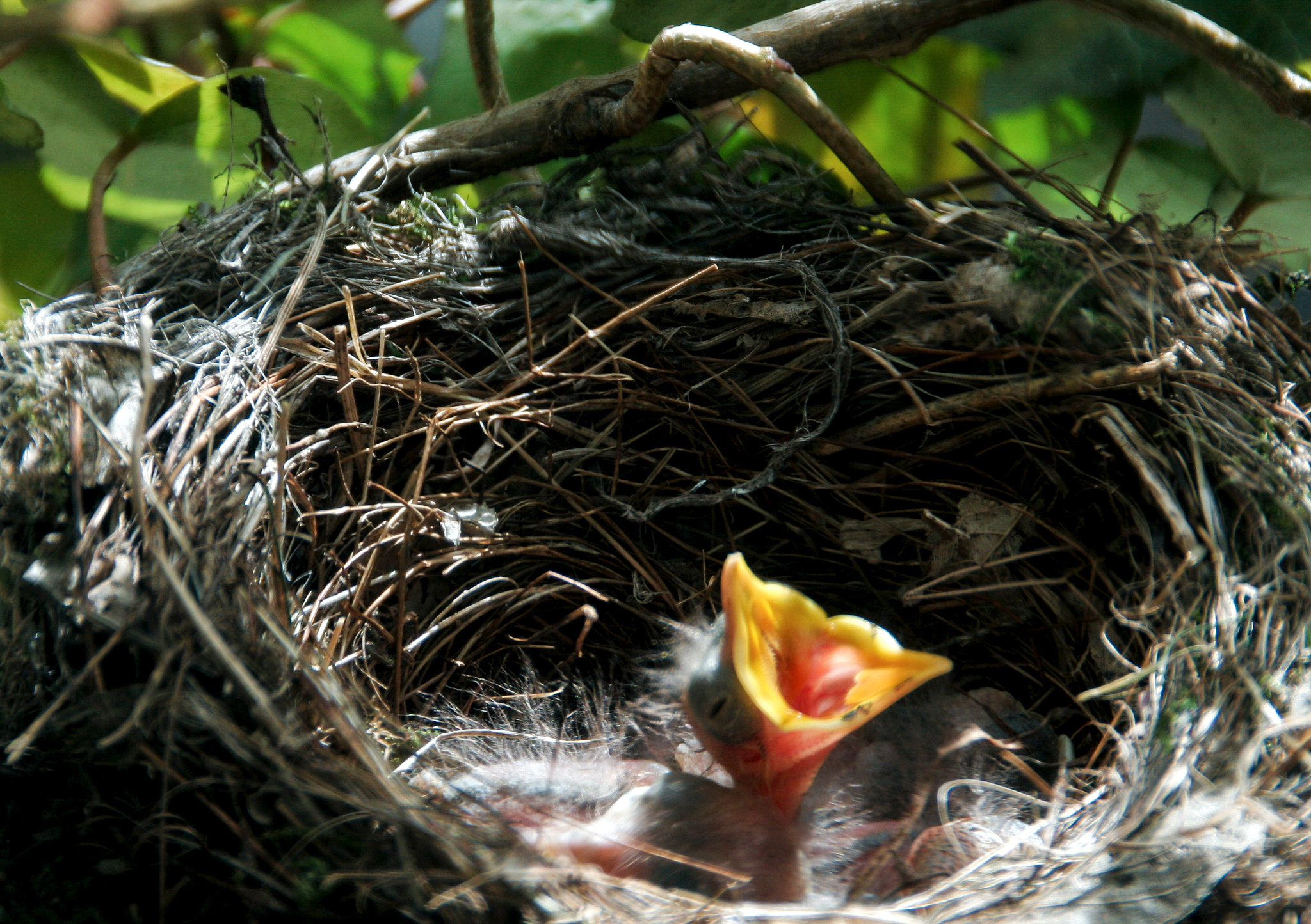 Hungry blackbird chick in nest - beakon wide open -breeding & feeding blackbirds