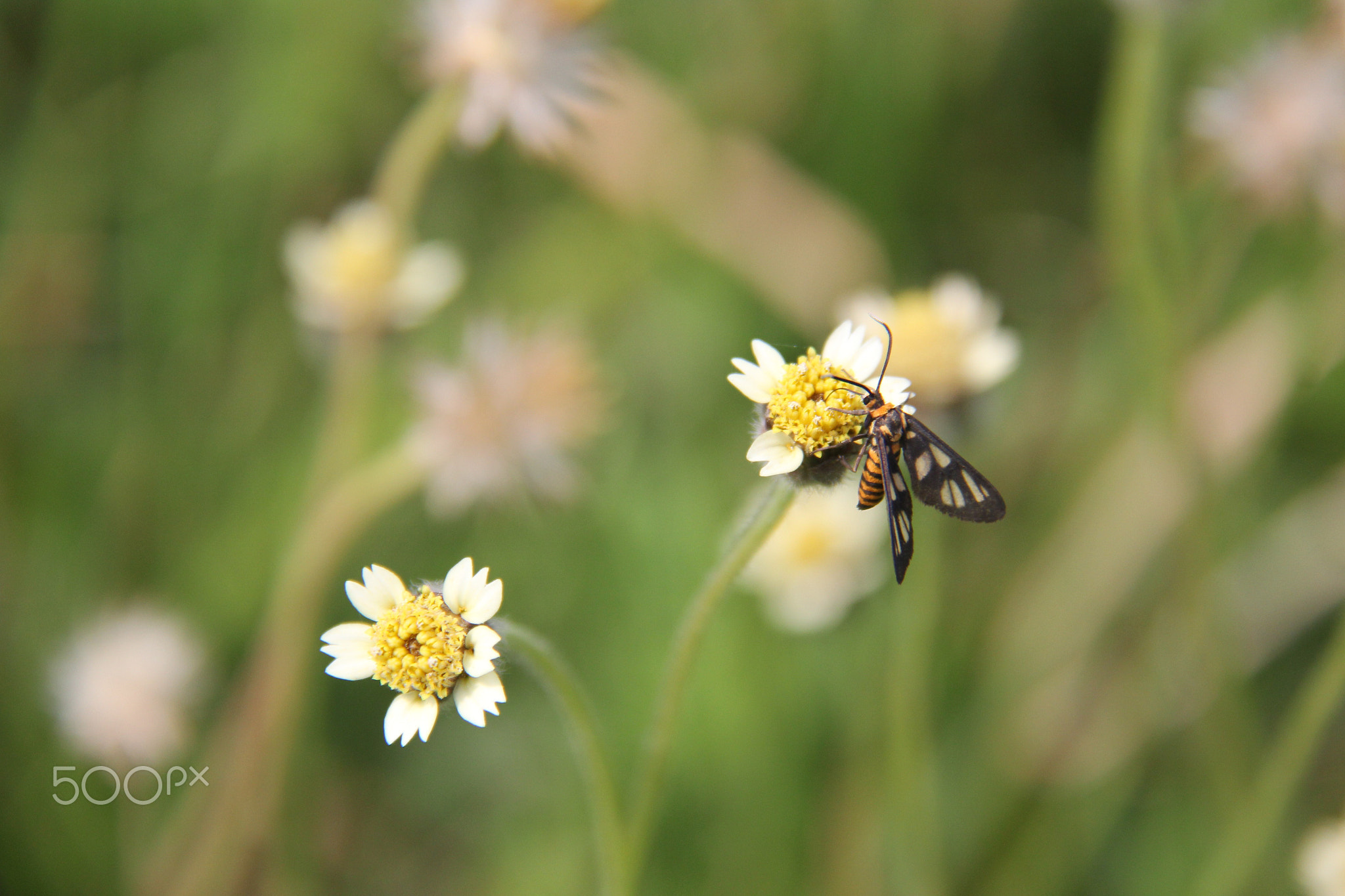 Close-up of butterfly on flower