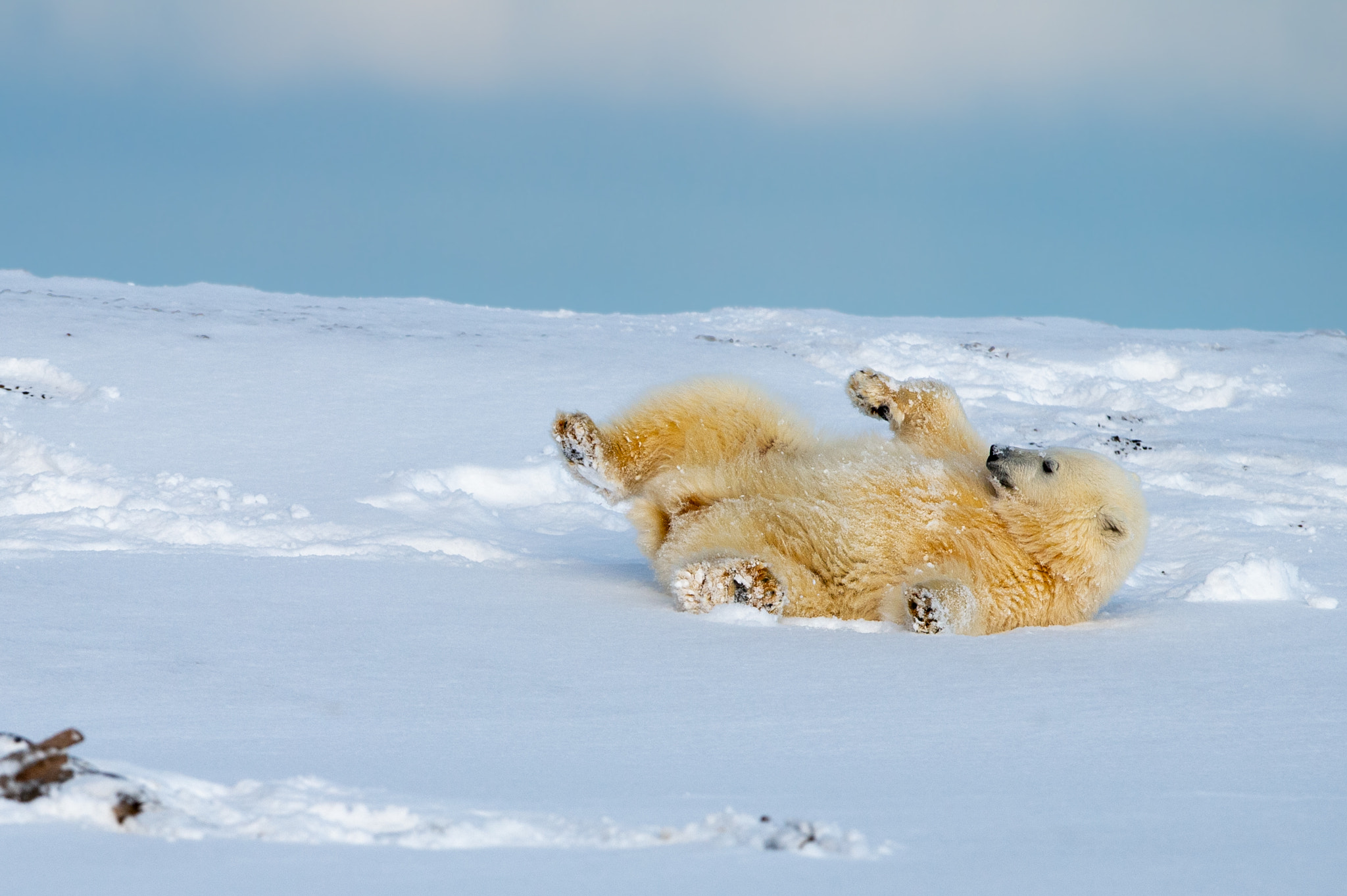 Polar Bear Cub Rolling in the Snow