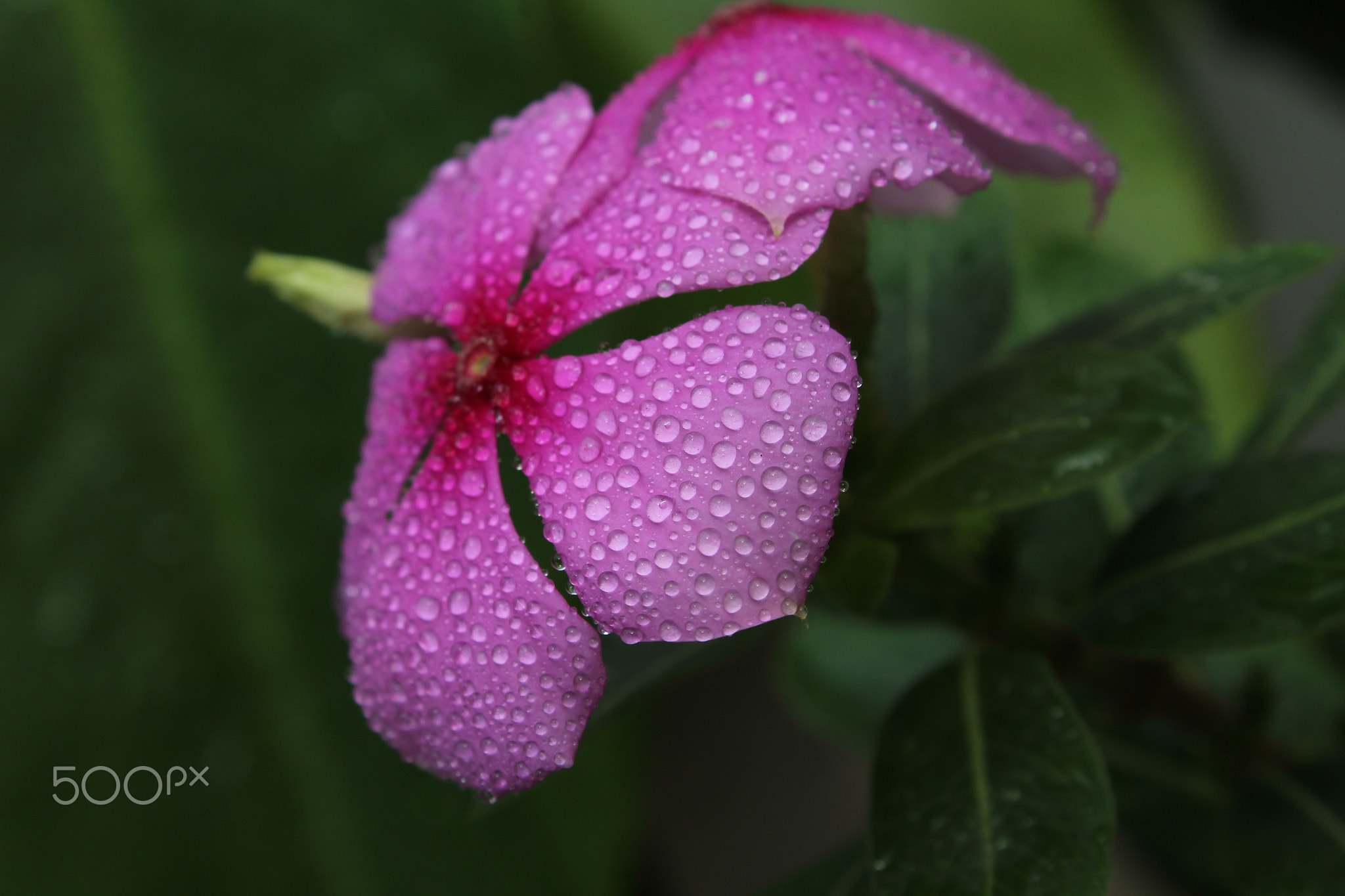 Close-up view of pink flower plant