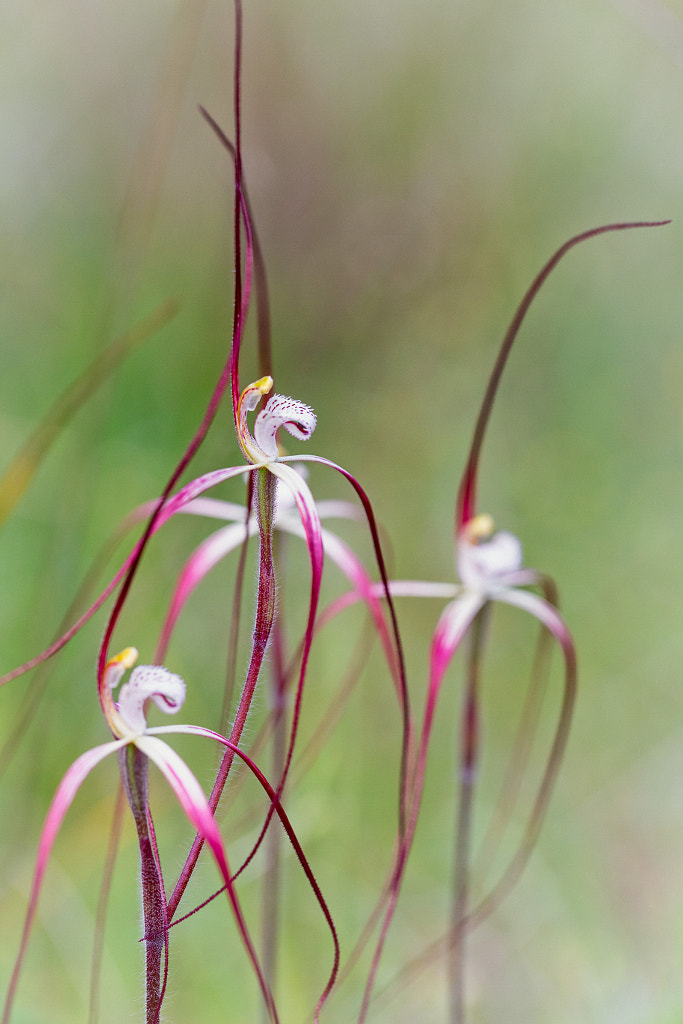 Chapman's Spider Orchid by Paul Amyes on 500px.com