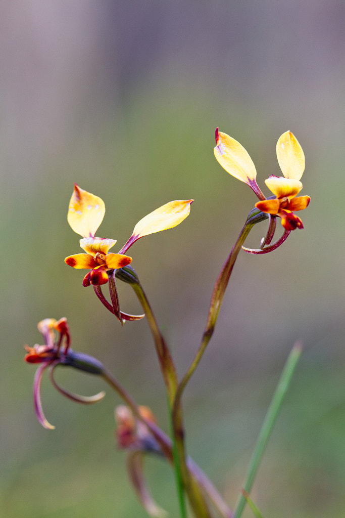 Winter Donkey Orchid by Paul Amyes on 500px.com