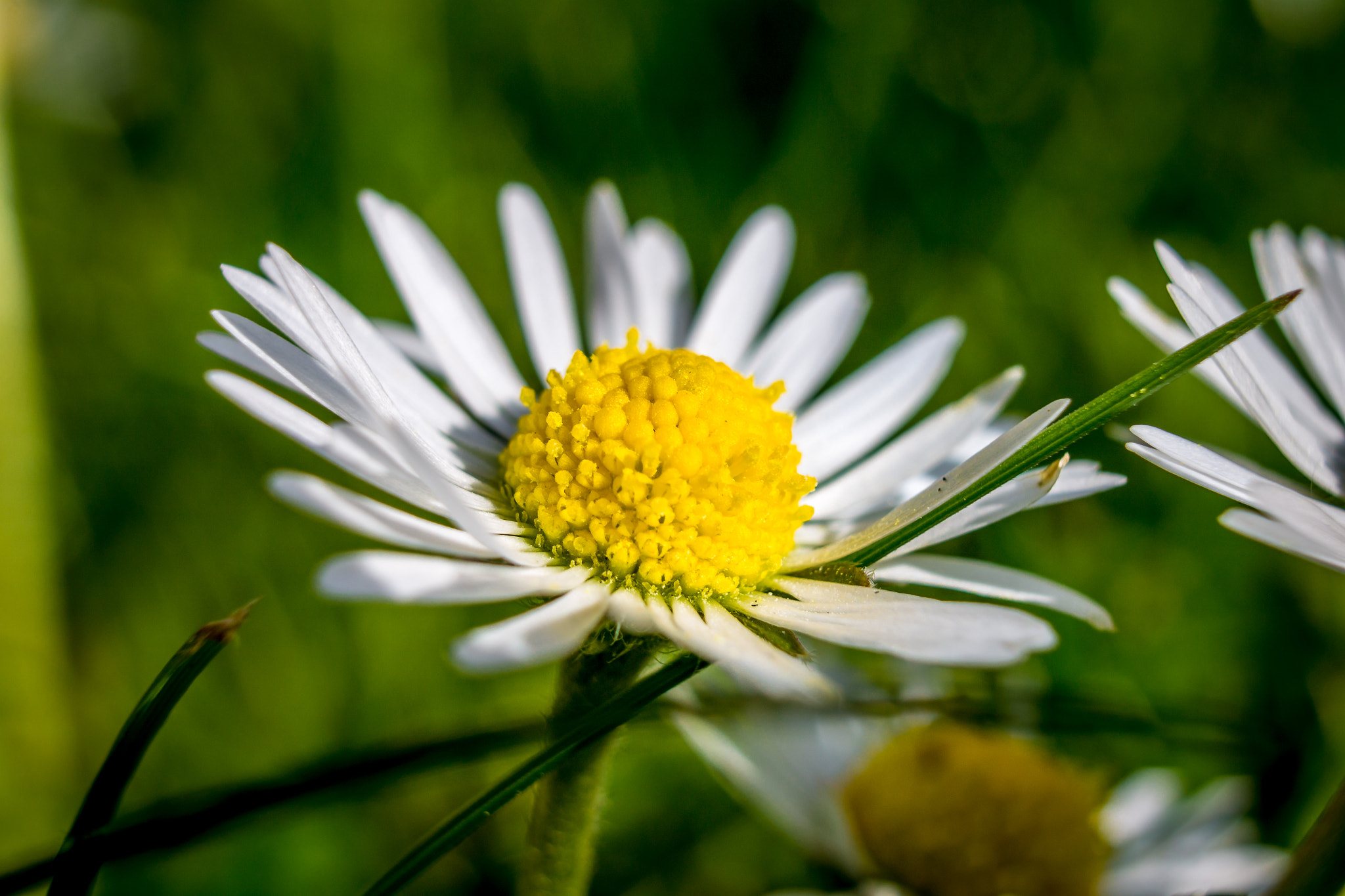 My first Macro Shots 3