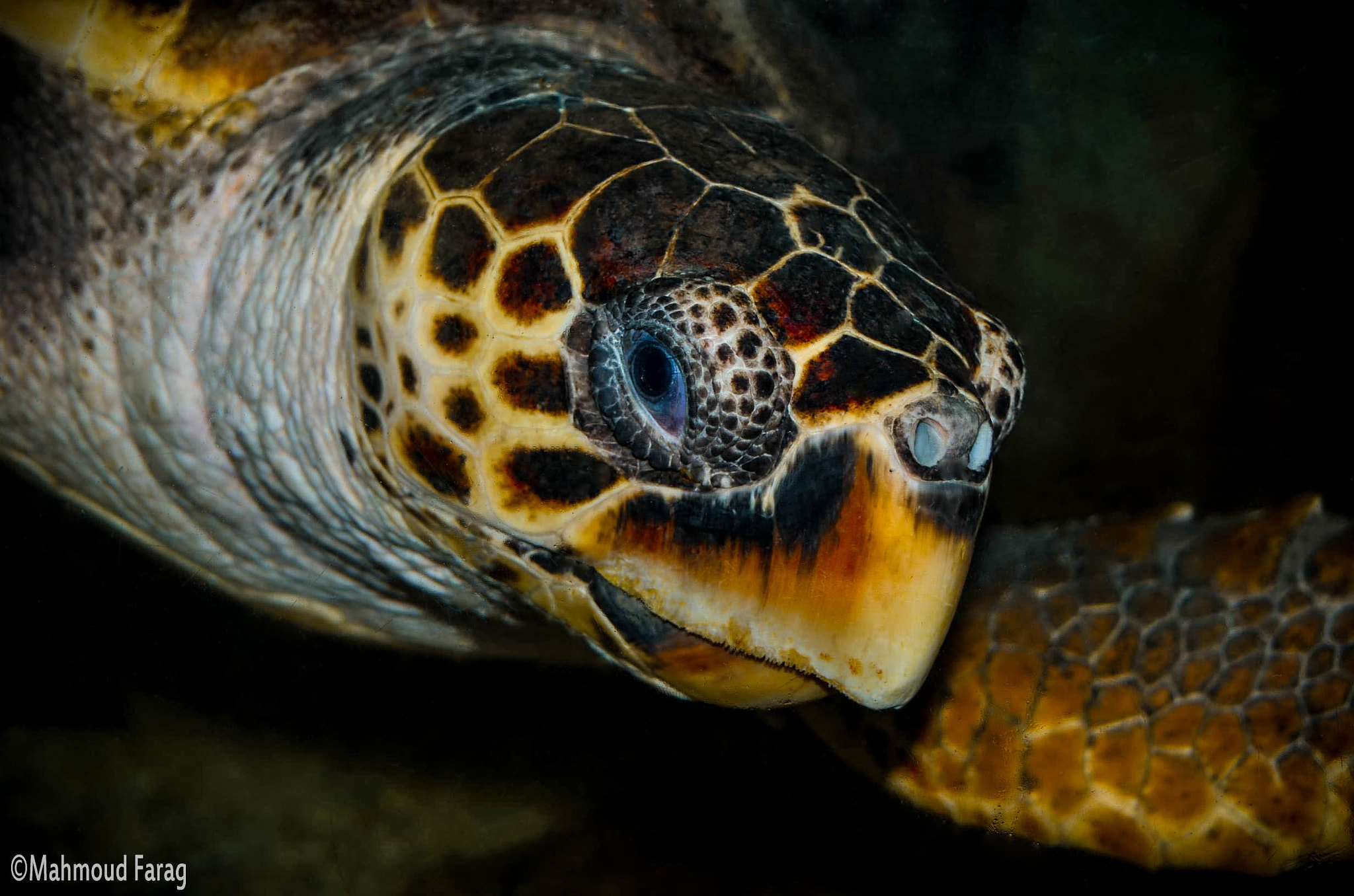 aquatic turtle by mahmoud farag - Photo 107887849 / 500px