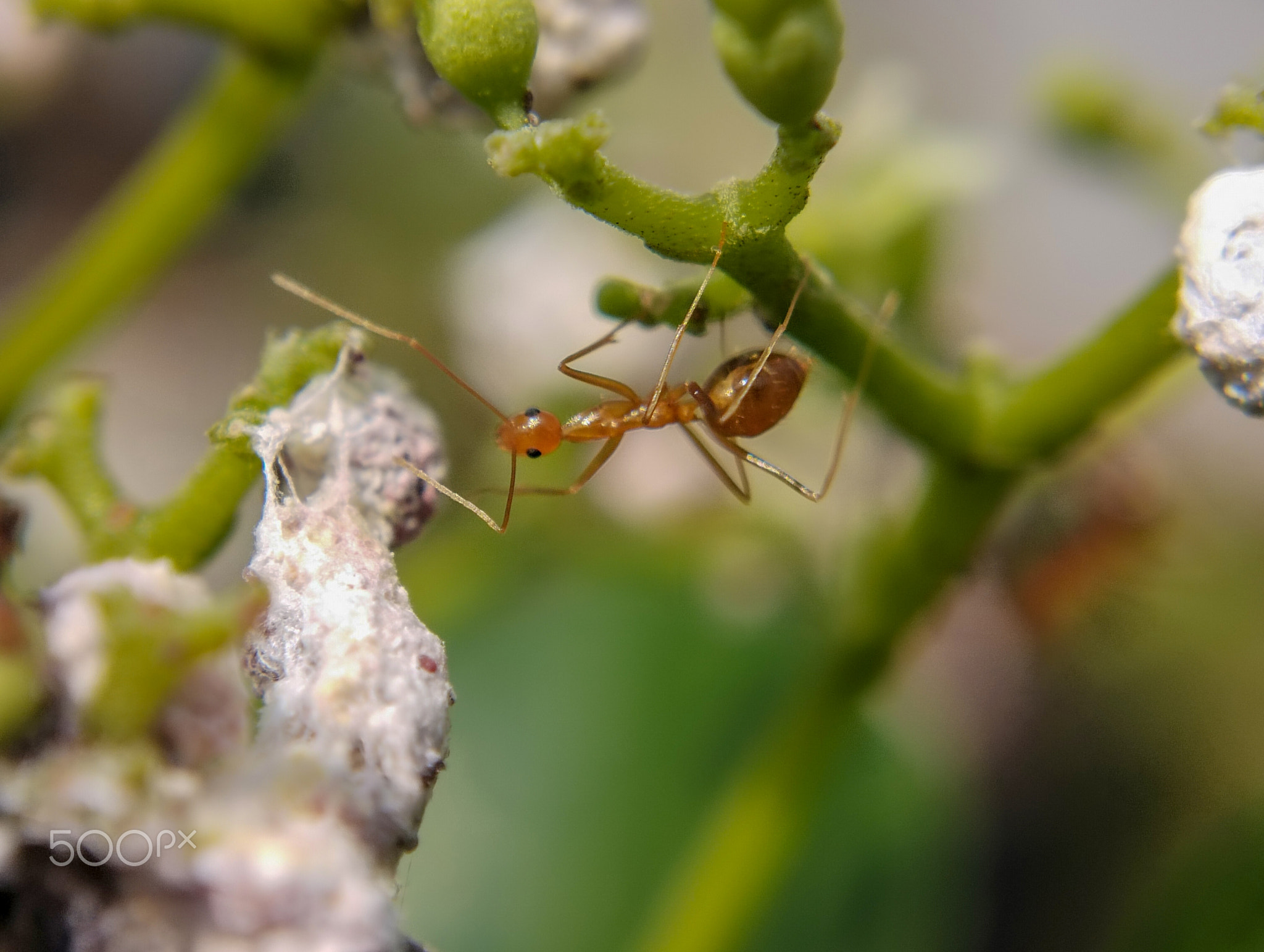 Close-up of ants on plant