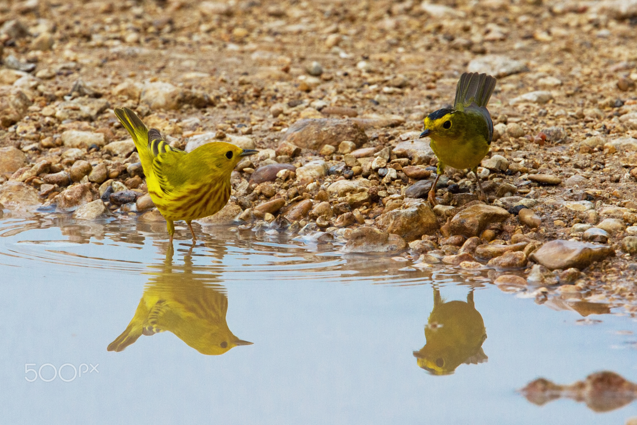 Yellow and Yellower