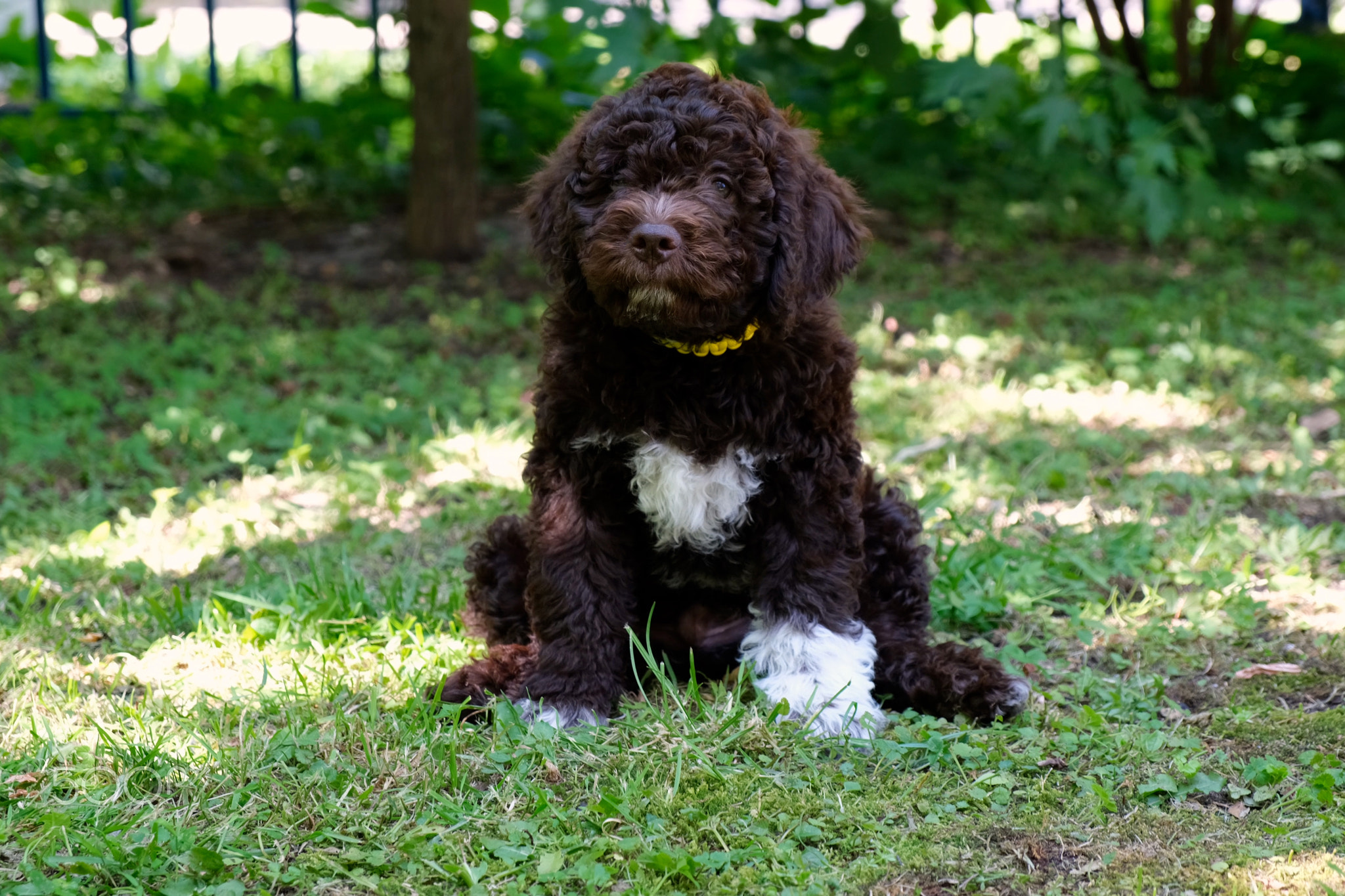 Cute brown puppy lagotto romagnolo sitting on the grass and lookicng