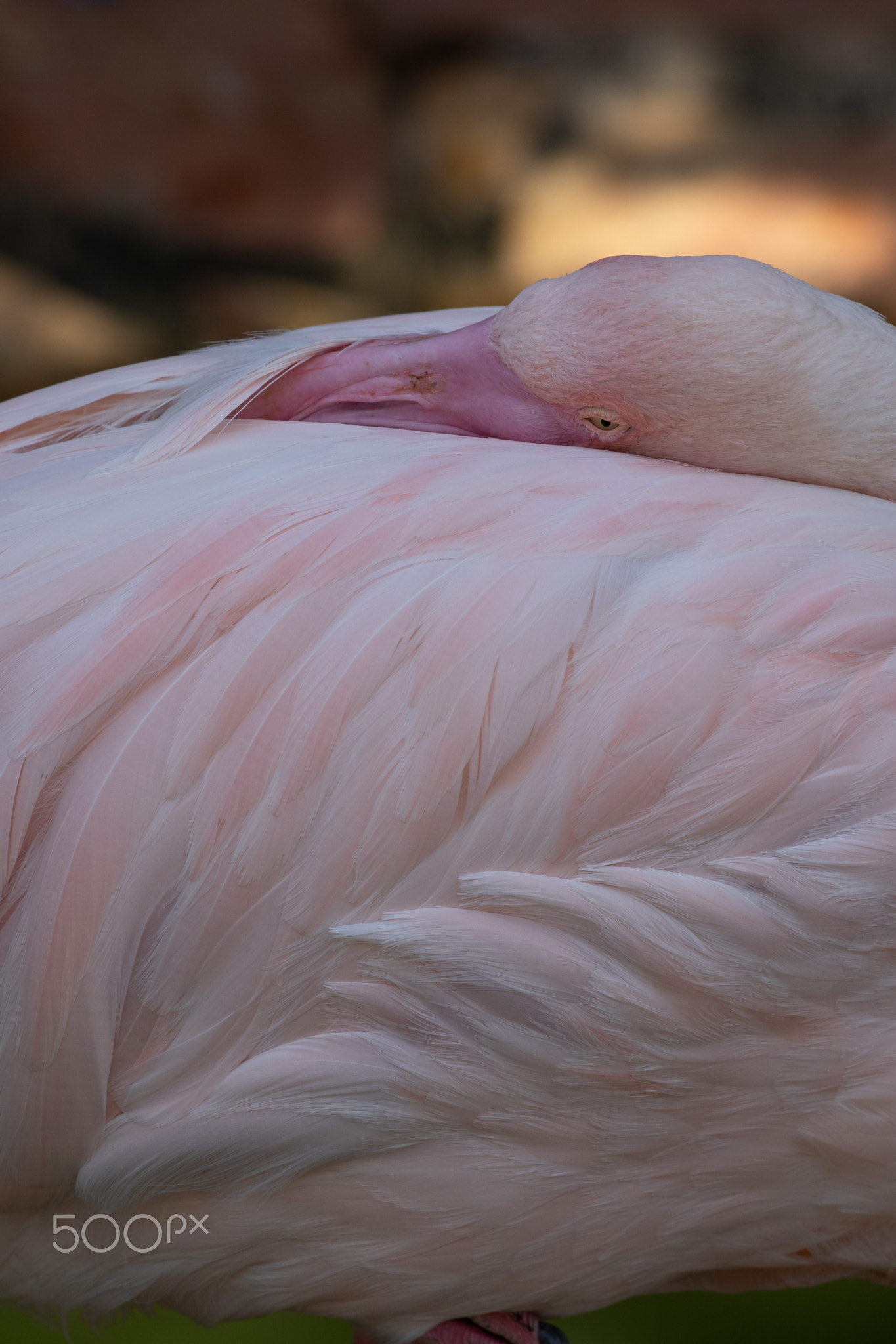 Pink flamingo - a beautiful bird