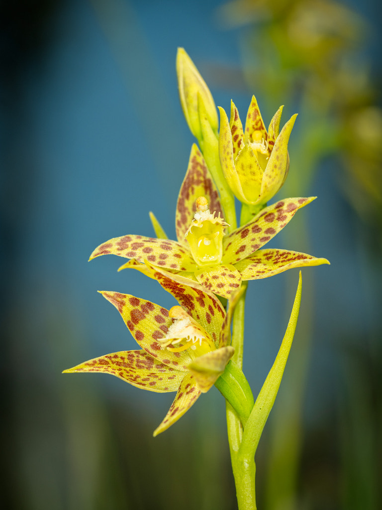 Leopard Orchid by Paul Amyes on 500px.com