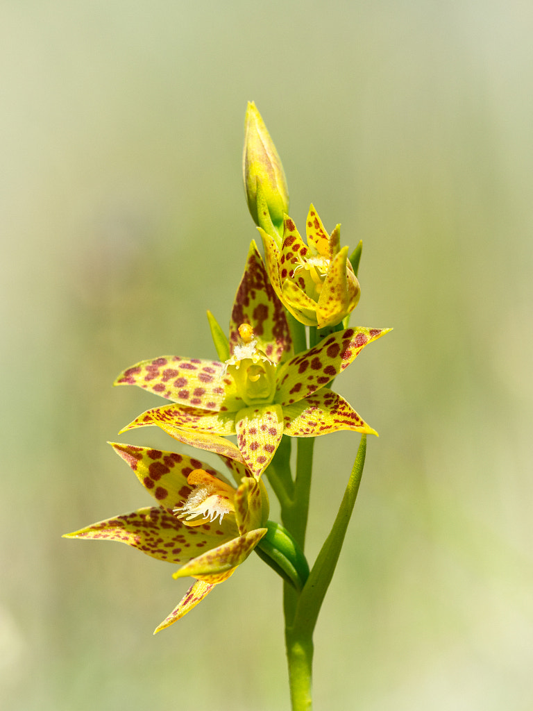 Leopard Orchid by Paul Amyes on 500px.com
