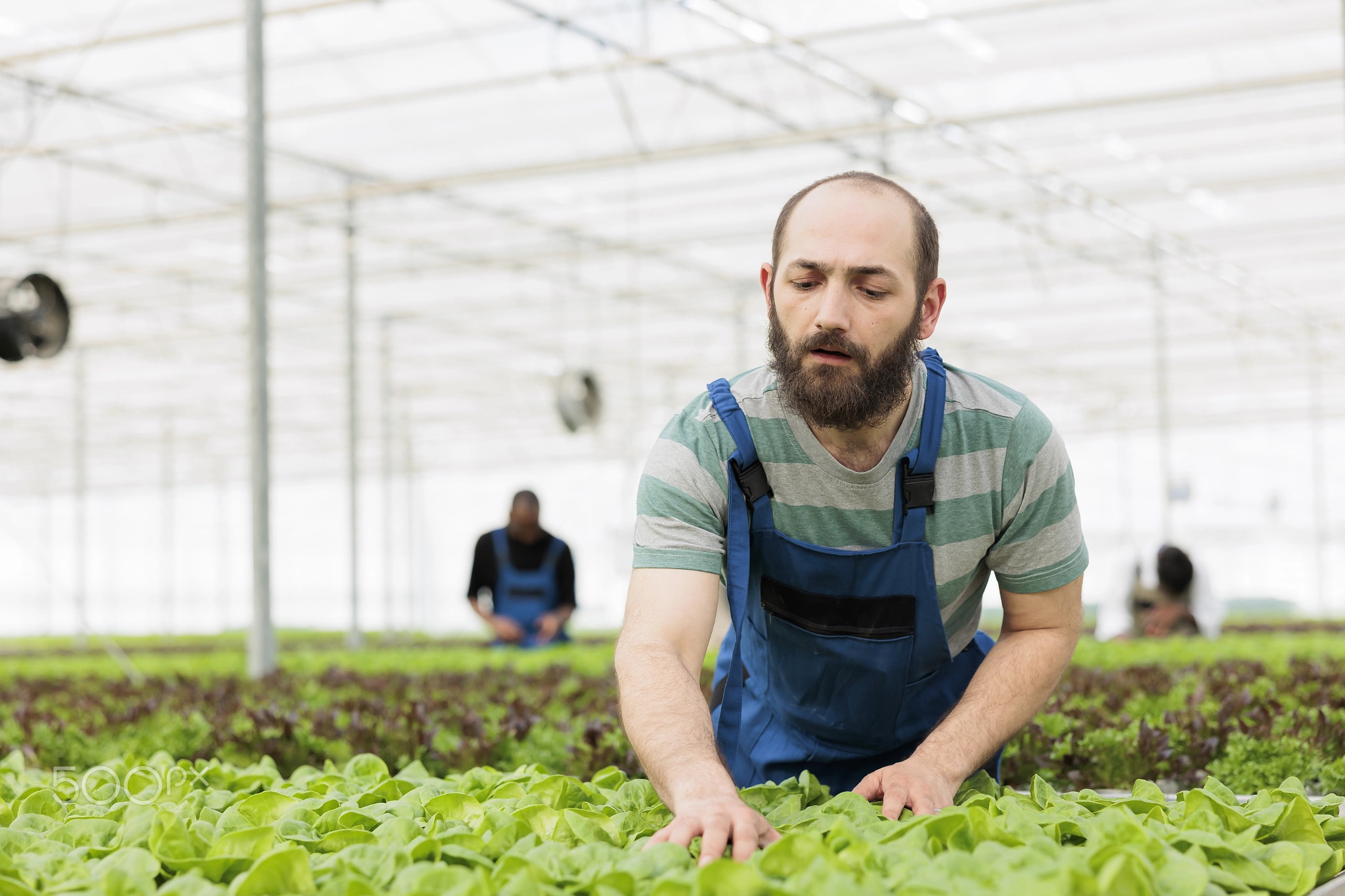 Farmer getting rid of bugs from lettuce