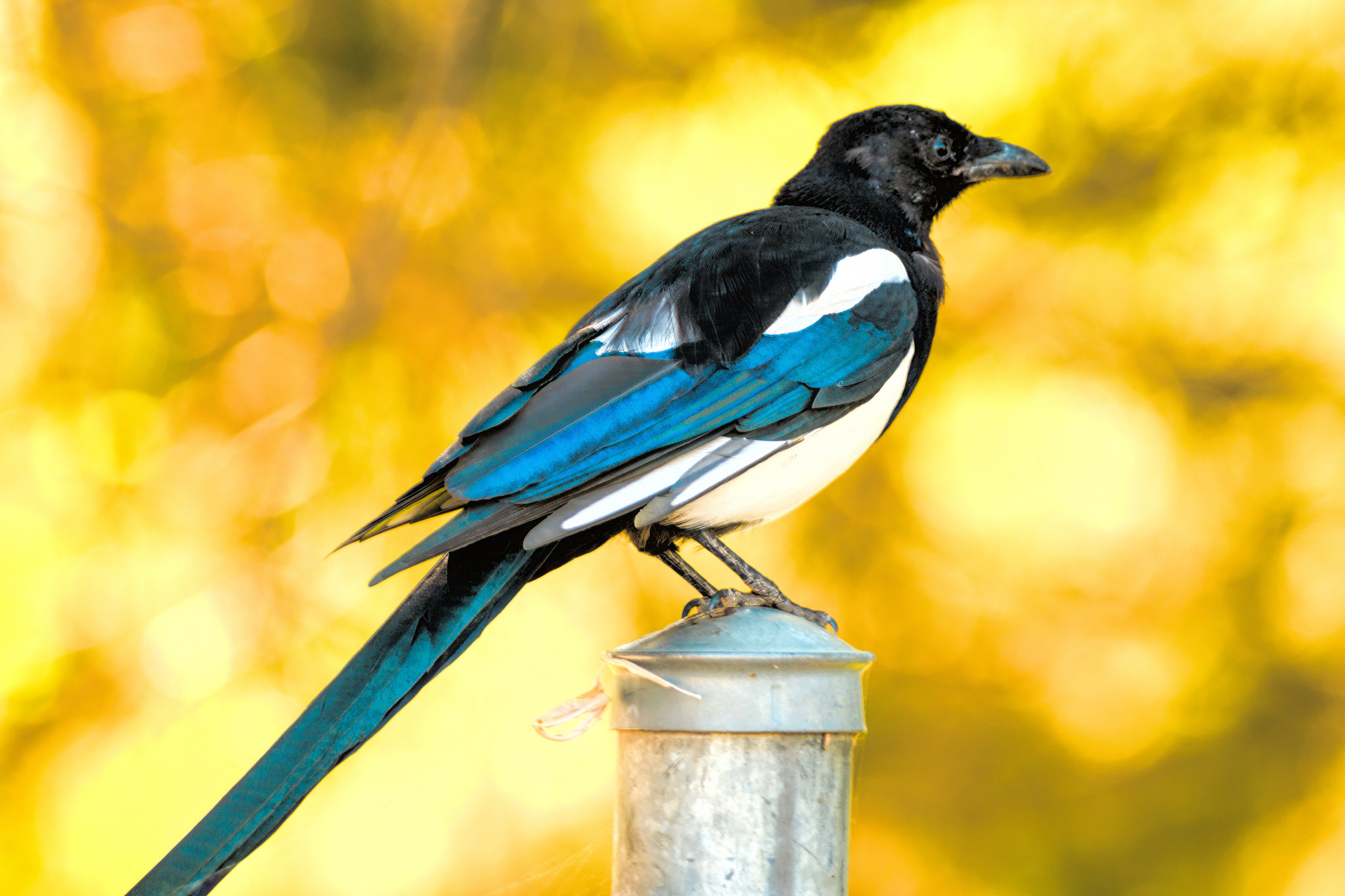 On a Fence Post (2750)