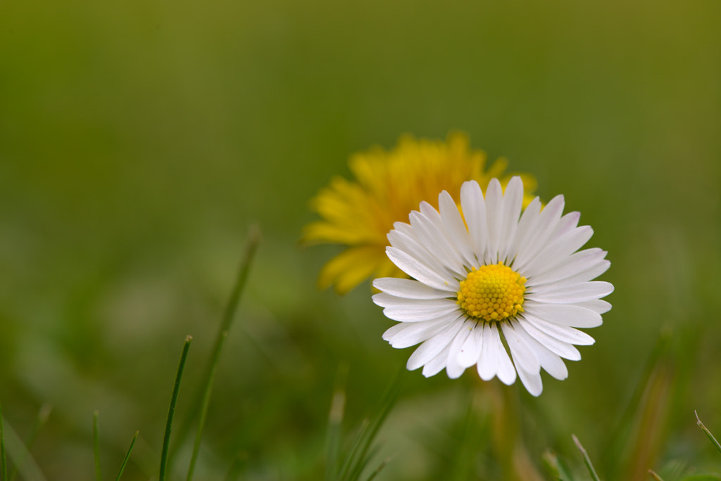 Daisies by Cem Eren on 500px.com