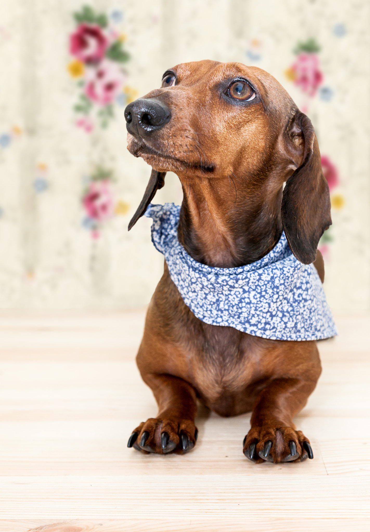 Red dachshund dog