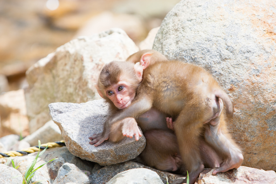 Macaca fuscata by Dave Stevenson / 500px