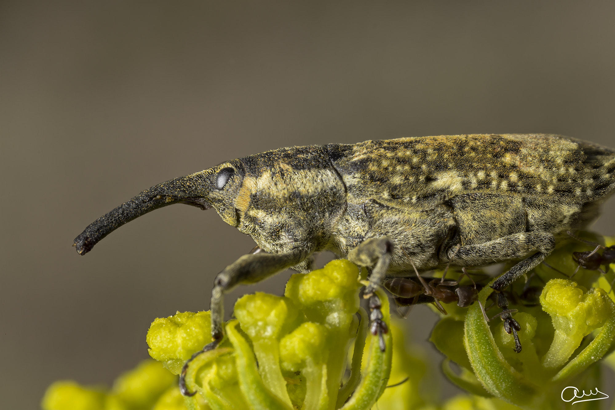 Canon MP-E 65mm F2.5 1-5x Macro Photo sample photo. Picudo amarillo photography