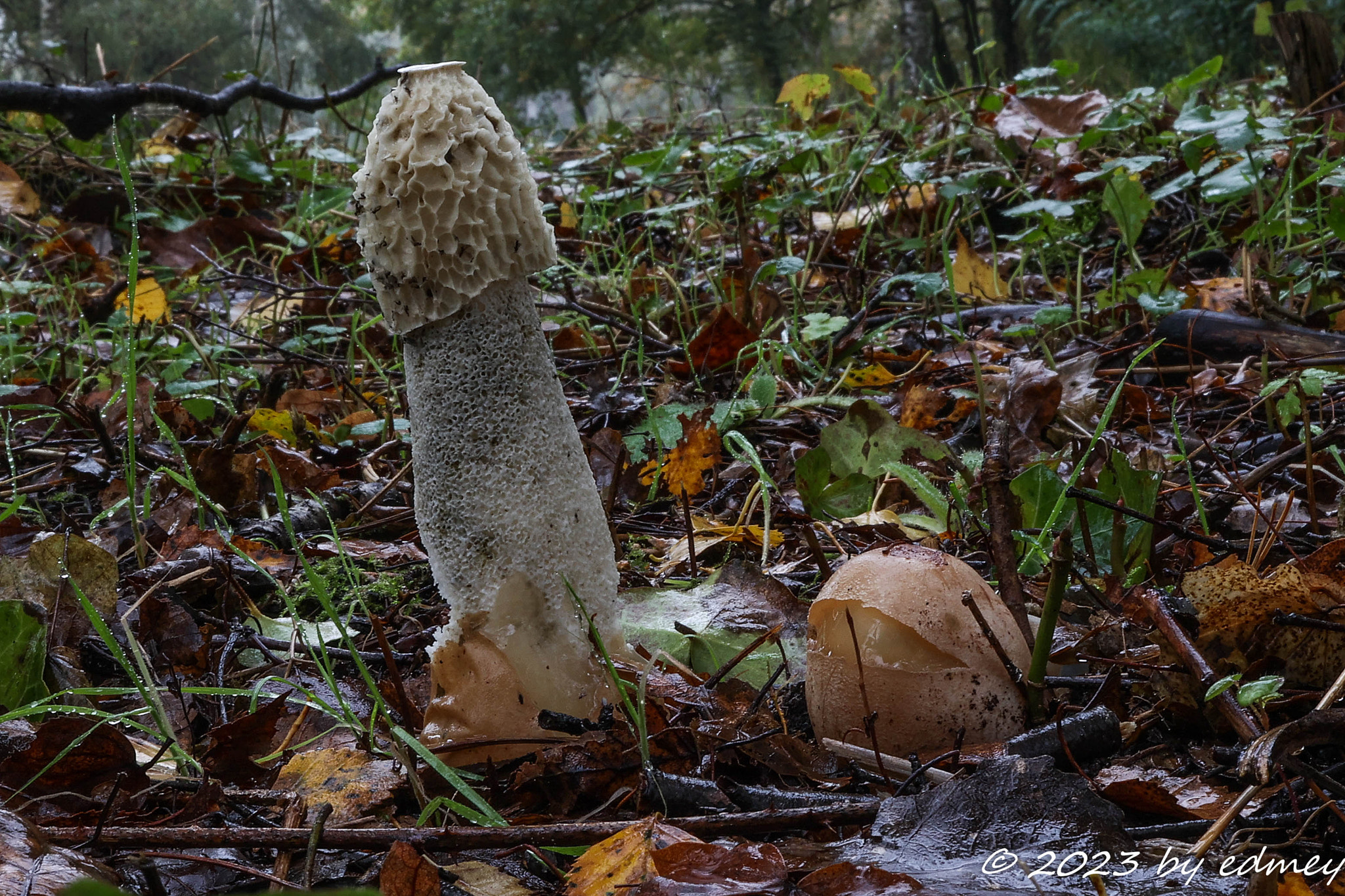 Common Stinkhorn