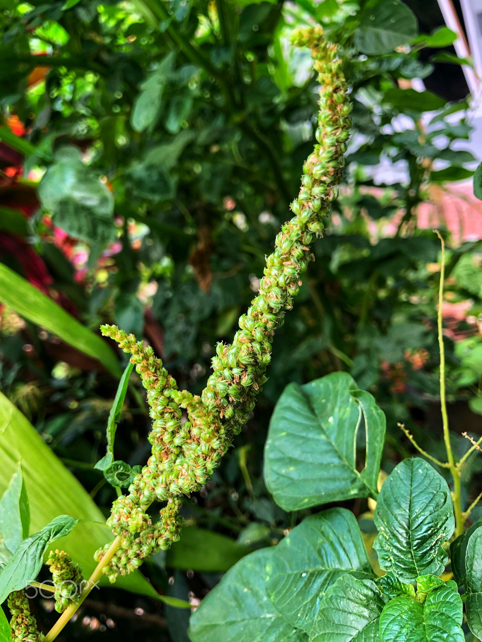 Long green amaranth flowers during the day