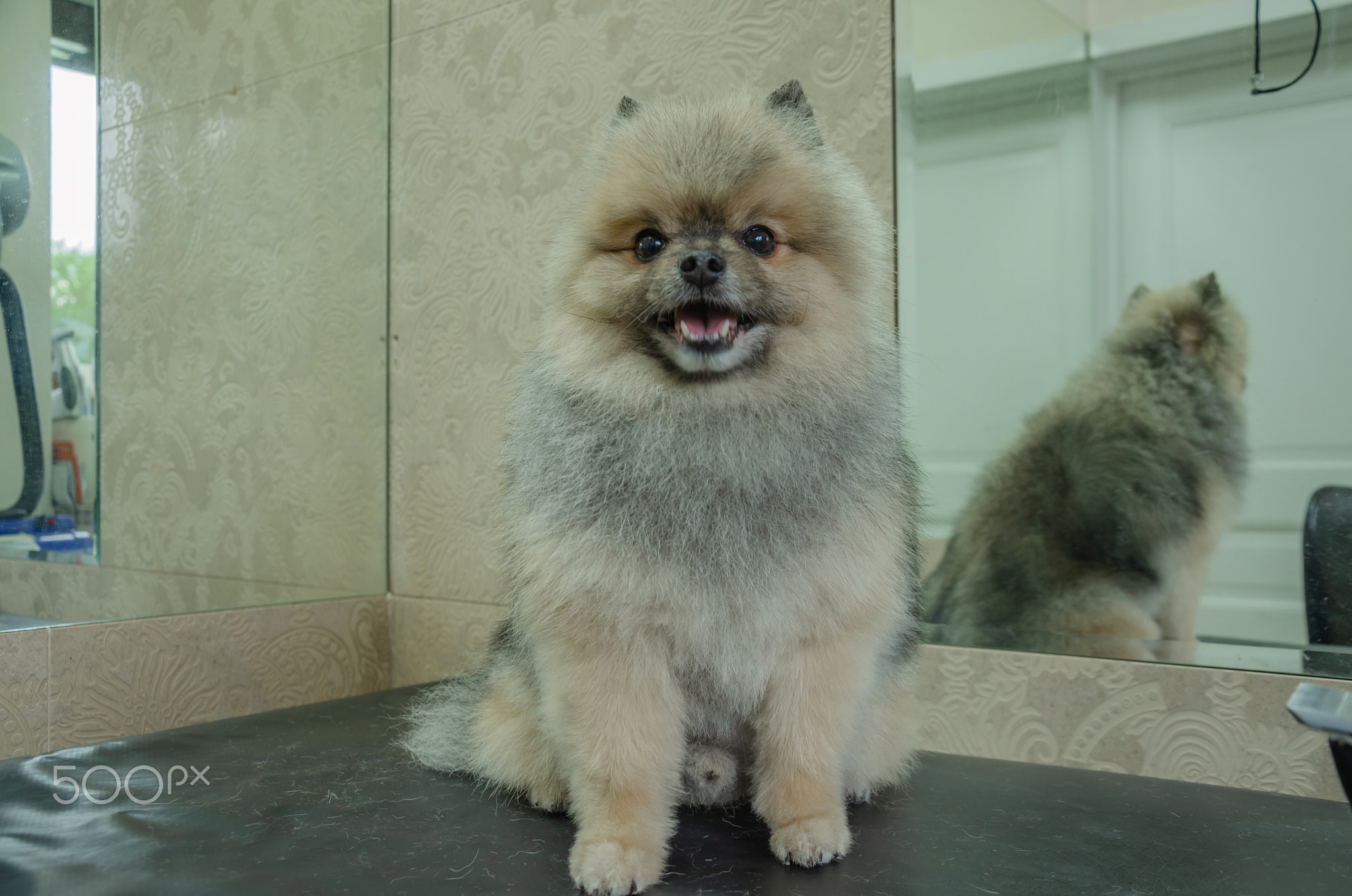 Clean trimmed spitz gray brown on groomer's table