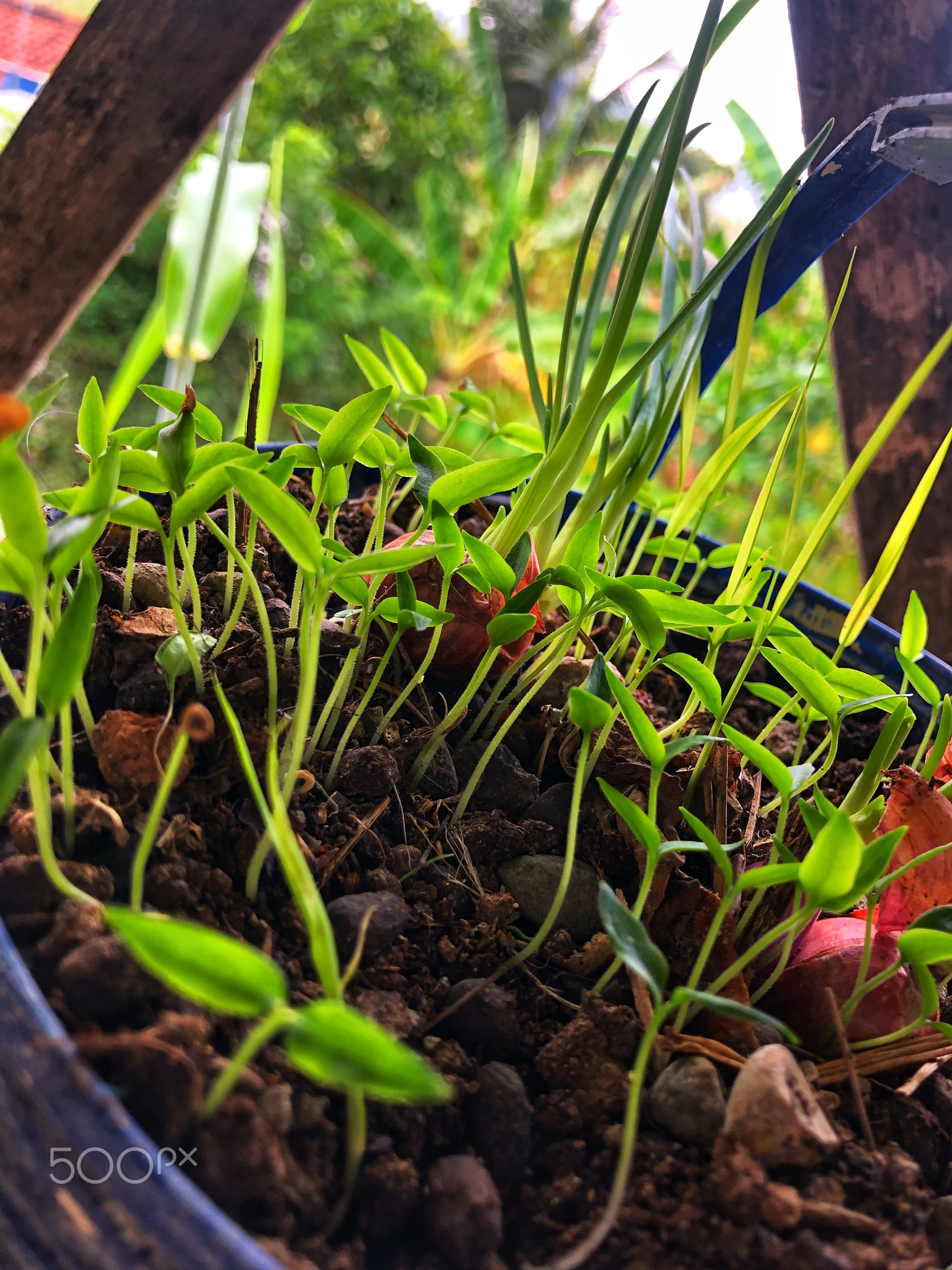 Chili seeds planted in pots are starting to grow leaves