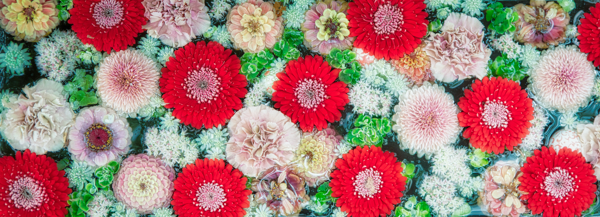 Colorful flower hand-watering