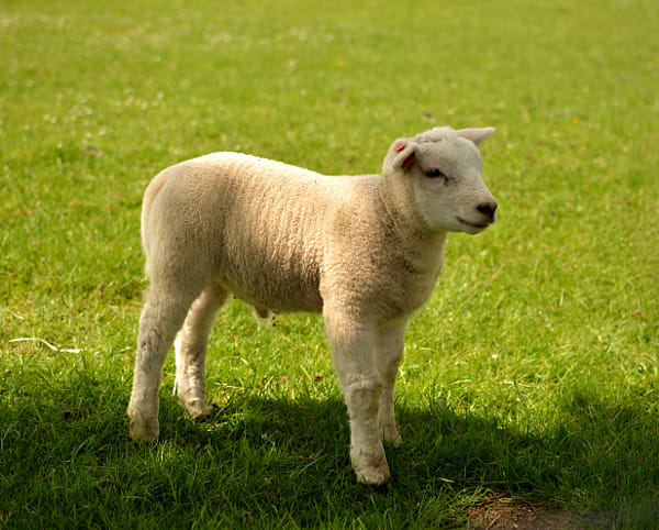 little lamb