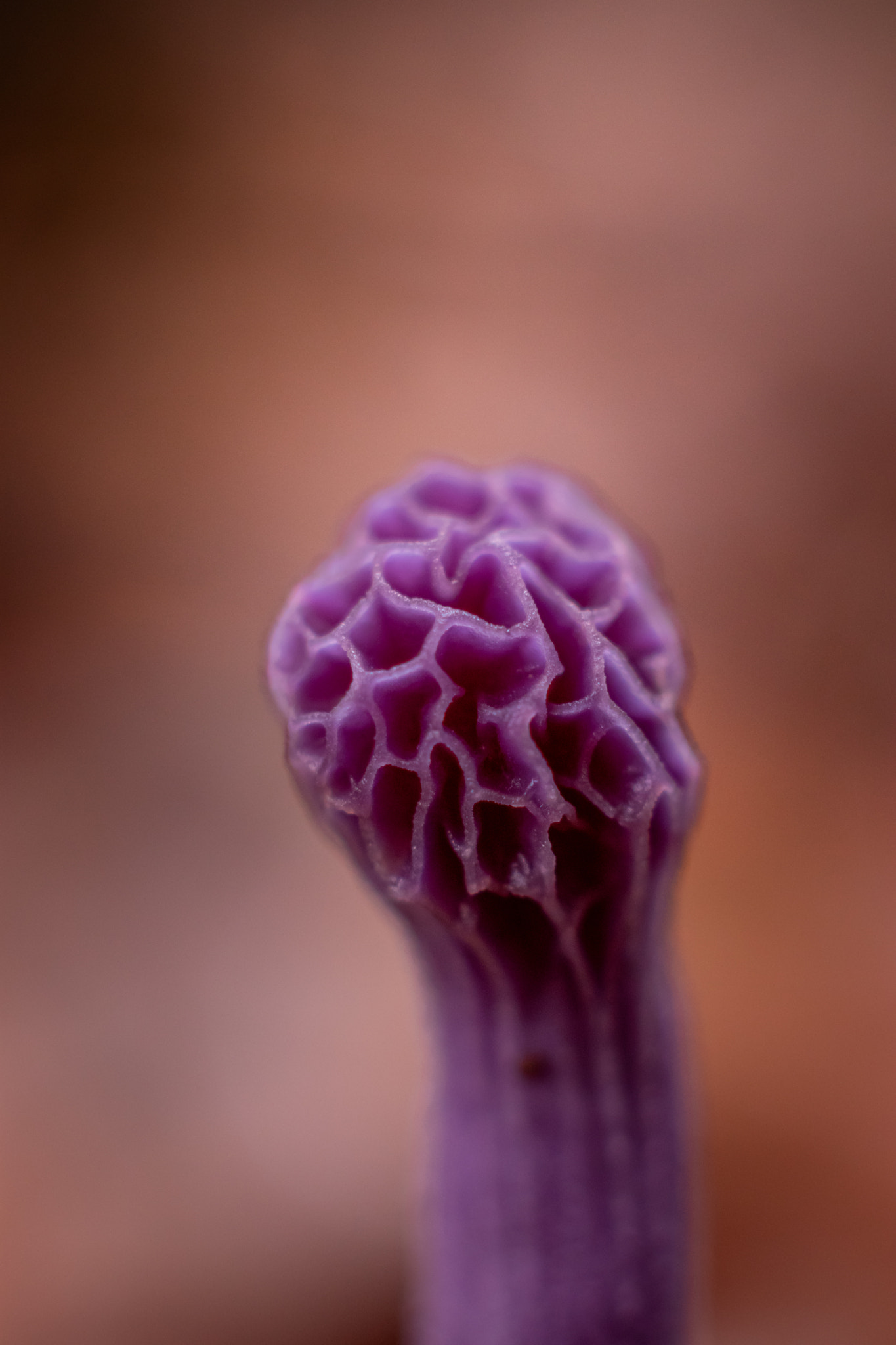 purple mushroom