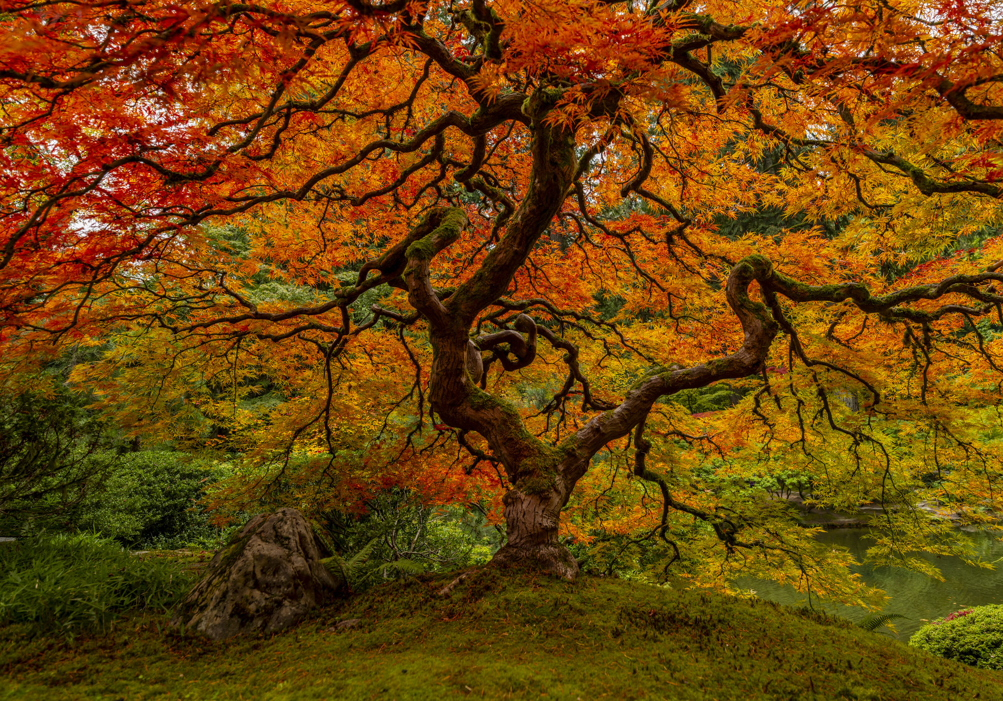 「Between Maple and Chestnut」写真集 Over the past decade, Martha has planted hundreds of