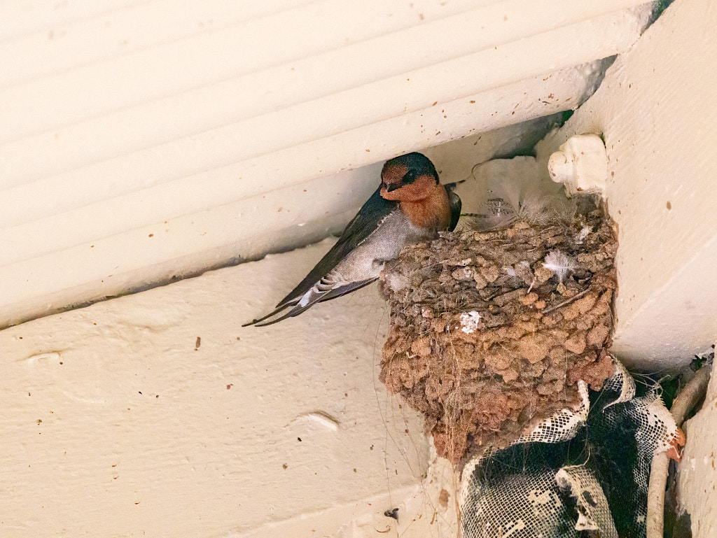 Kanamit by Paul Amyes on 500px.com