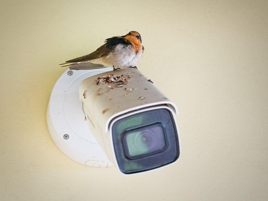 Kanamit by Paul Amyes on 500px.com