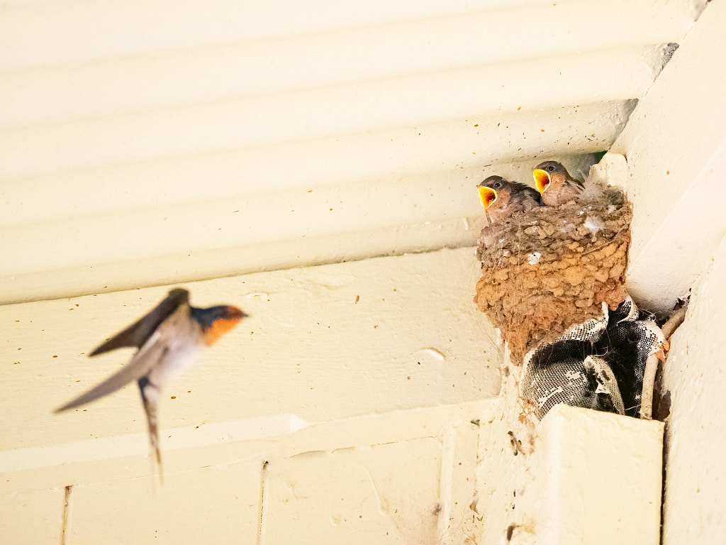 Kanamit by Paul Amyes on 500px.com