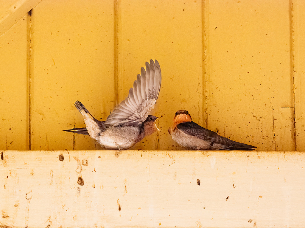 Kanamit by Paul Amyes on 500px.com