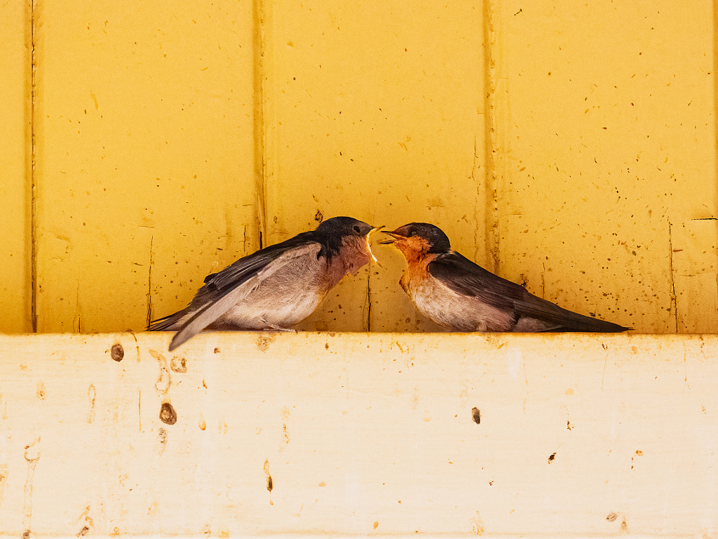 Kanamit by Paul Amyes on 500px.com