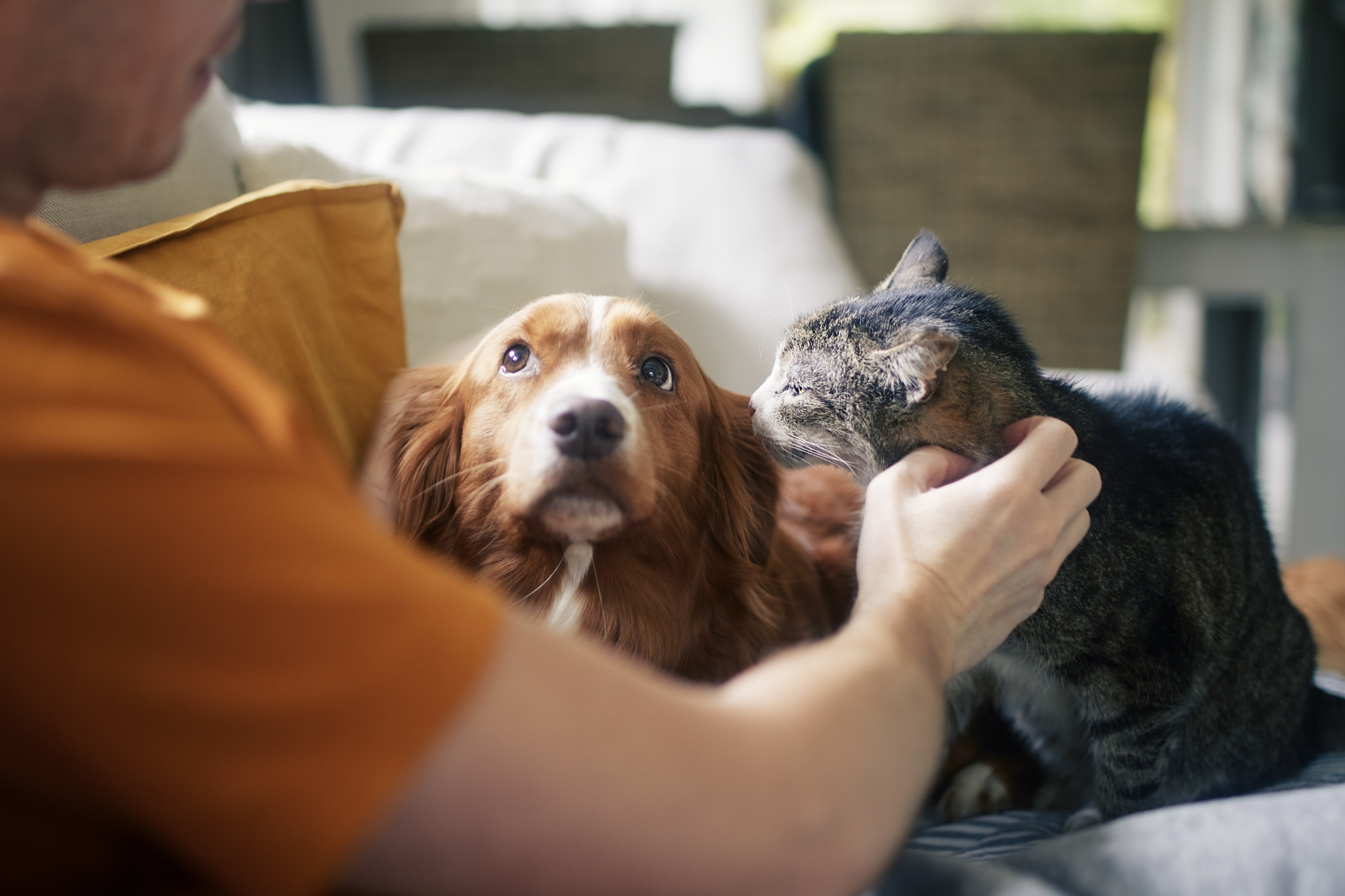 Pet owner stroking his old cat and dog together