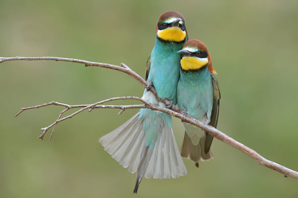 Bee-eater couple by Elmar Weiss on 500px.com