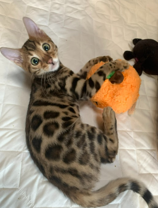 Bengal cat best sale adoption near me