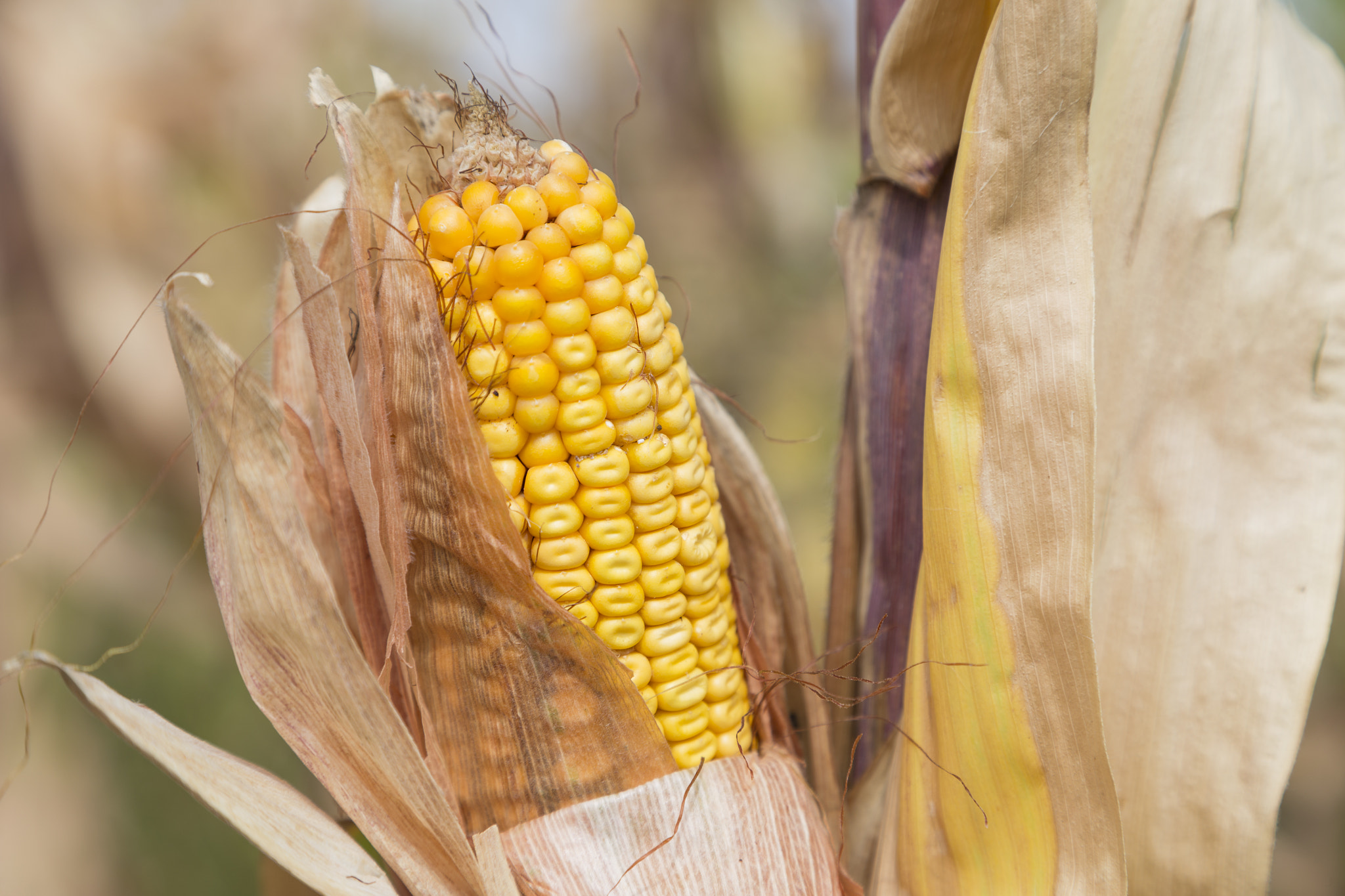 Ripe corncob and dry leaves.